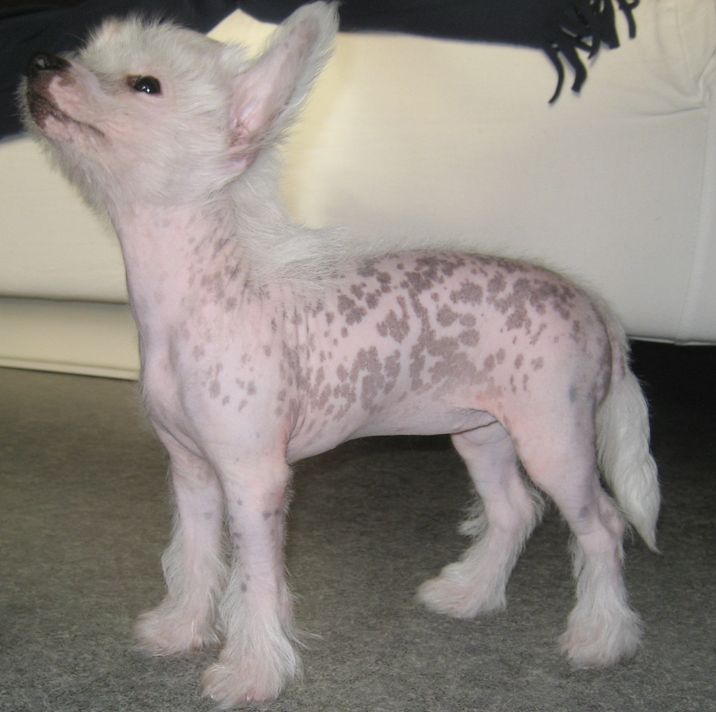 Kuutarhan Jadesoturi