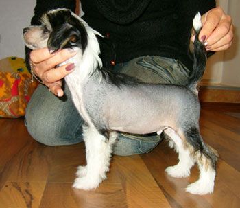 Sapfir iz Tsarskogo Sela Urgan