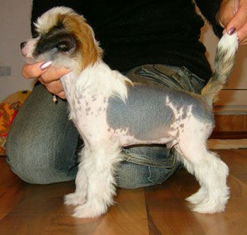 Sapfir iz Tsarskogo Sela Umar