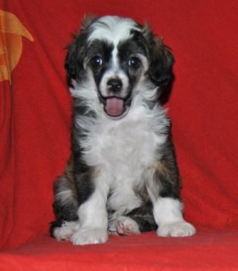 Sapfir iz Tsarskogo Sela Genri Navarskyi 