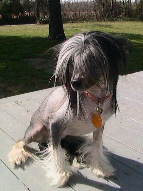 Lindawn's Shelby A Rising Star