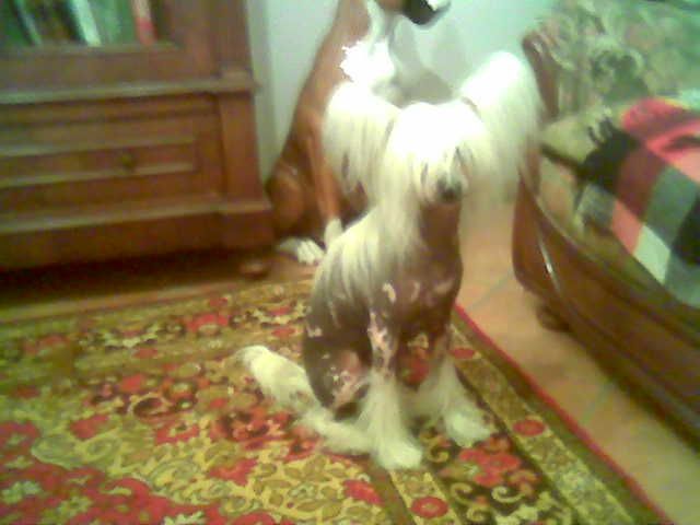 Fantastik Kashmir Sonet Kumir