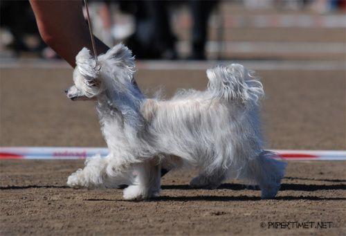 Old Chum's Molly Malone