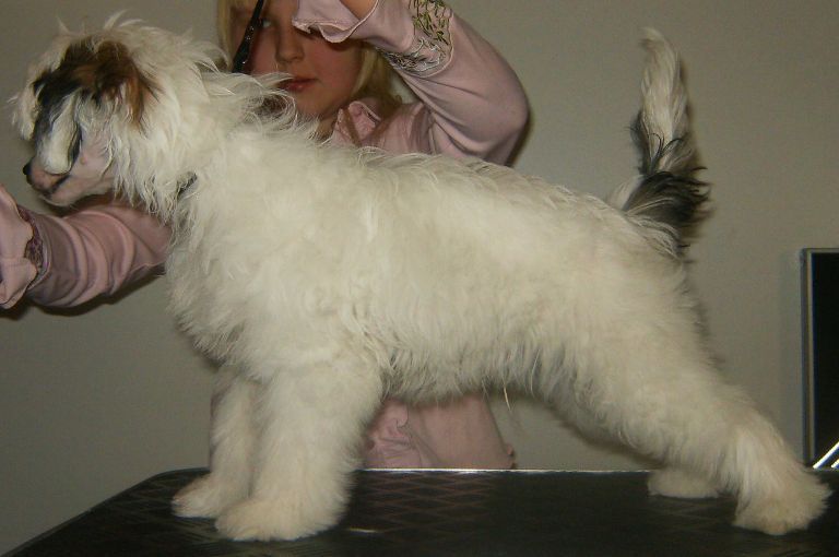 Lady's Trick Diamonds