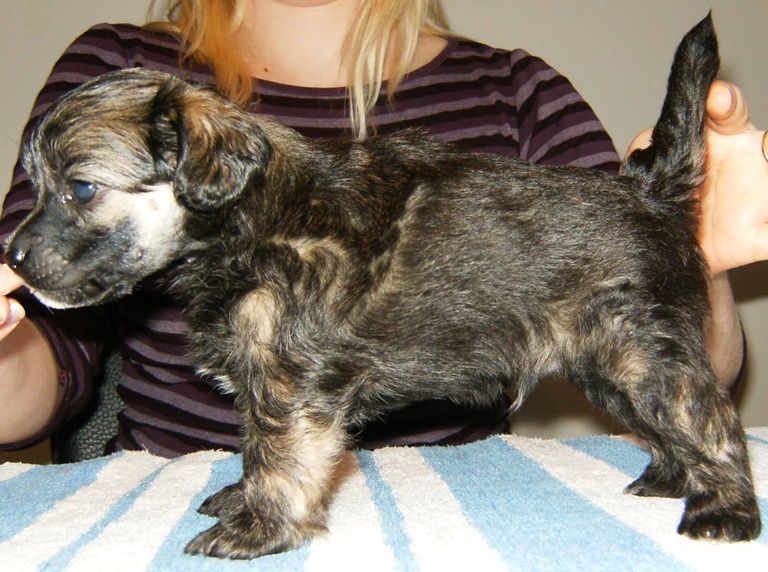 Lady's Trick Double-O-Seven