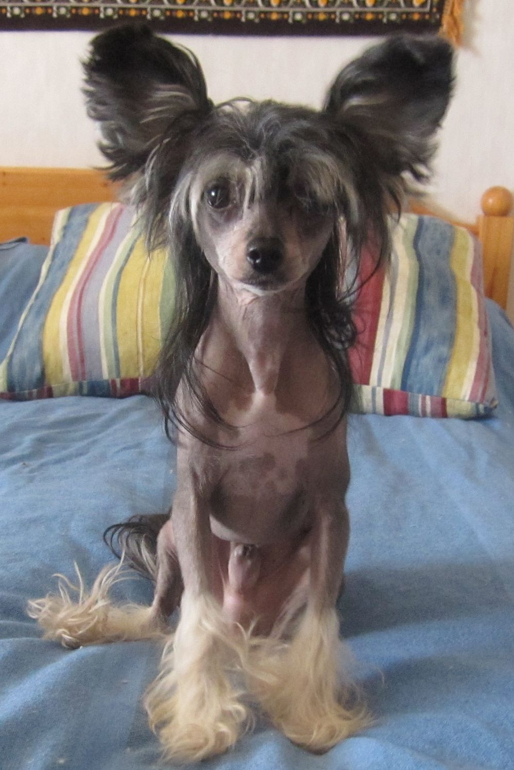 Crested Starz James Dean