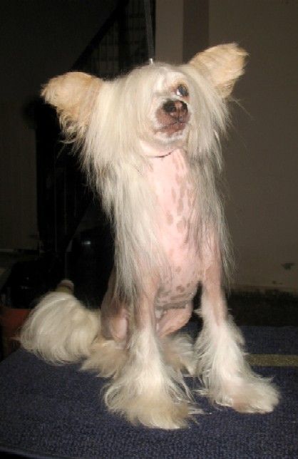 Honey Dove bilman-lions