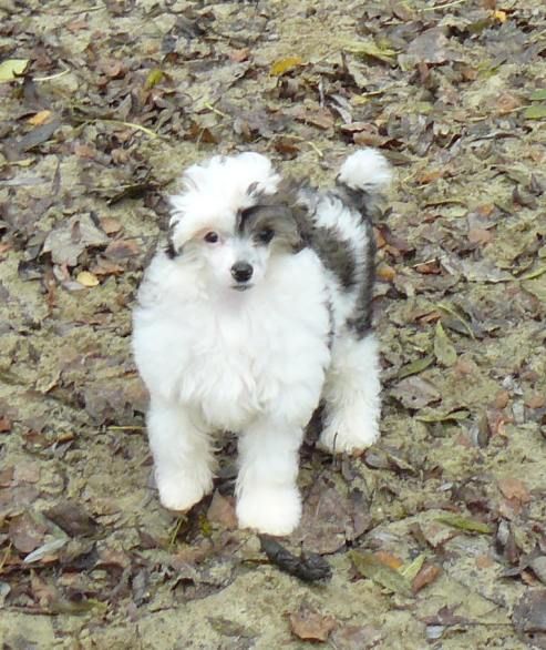 Handleur Top Model De Rama