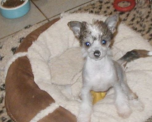 Hyzia Top Model De Rama