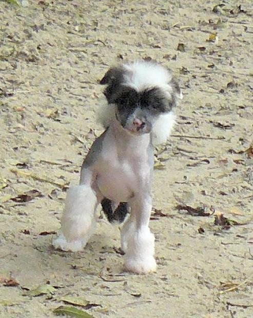 H' Top Model De Rama