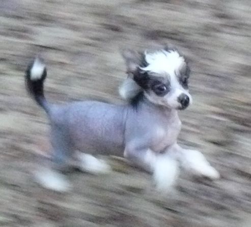 Hold-up Top Model De Rama