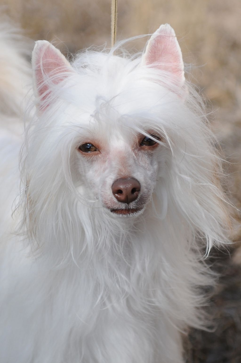 Tamaralane's Windwalker 4-reil