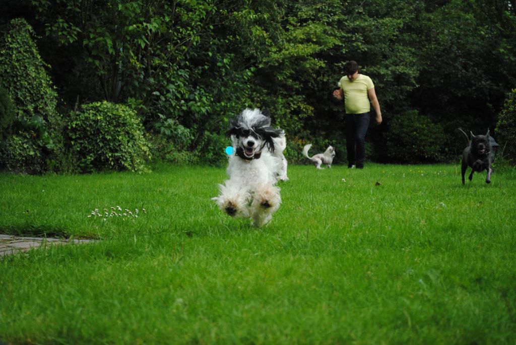 Krasotka Star Duma Dear Darling