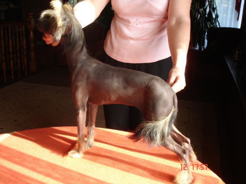 Tiffany z Gangu Lysych