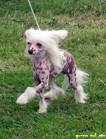 Don't Touch von Shinbashi