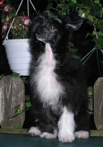 Phantom von Shinbashi