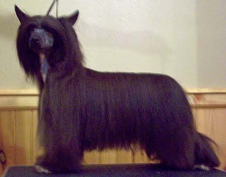 Daretobebare's Undercover Brother