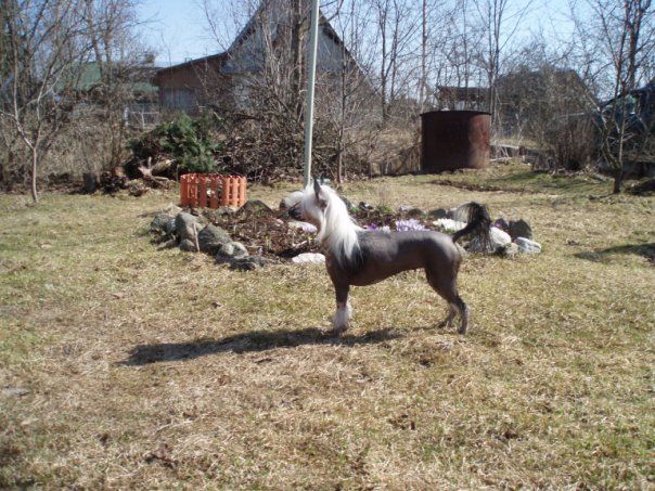 Zlata Angel Iz Gavaona