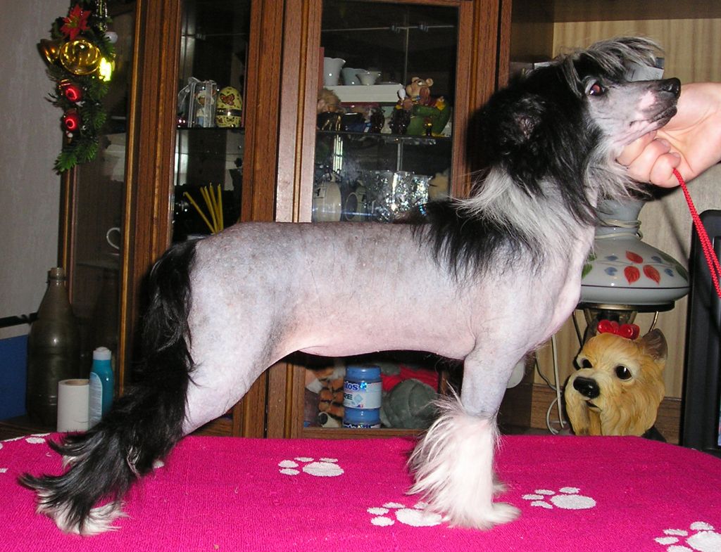 Opus Palmare Miss Victori