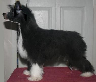 Crestyle Born To Do It PP