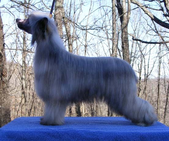 Crestyle Leap Of Faith PP