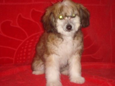 Sinderella de Fageiro