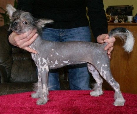 Euphoria Rustica Rubra