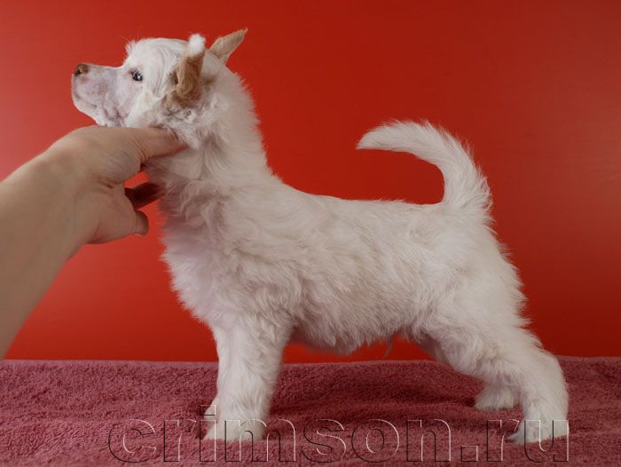 Rus Crimson Empaer Hennessy 