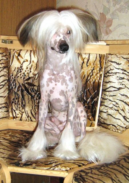 Rus Amigus Urmas Strastnij Potceluj