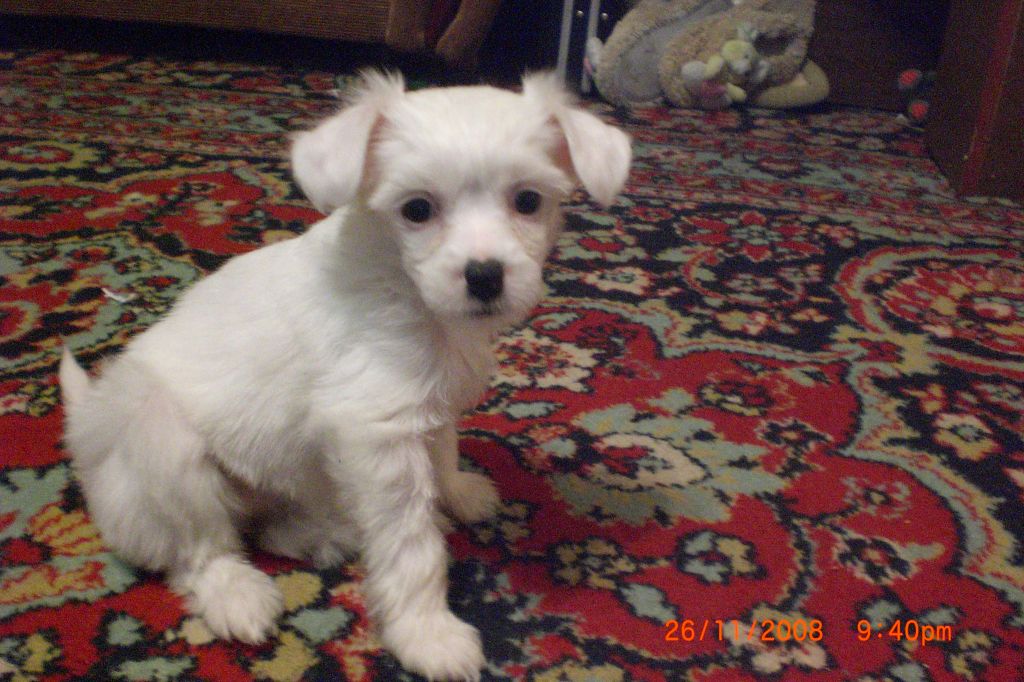 Rus Amigus Umka Nadezhda Jamala