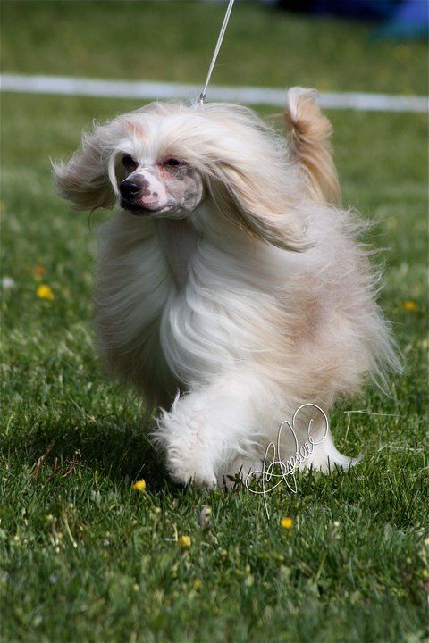 Lucky Line's Judge Me Fair