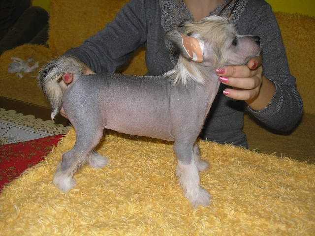 Dajitsú-Doshi ze Shetlandu