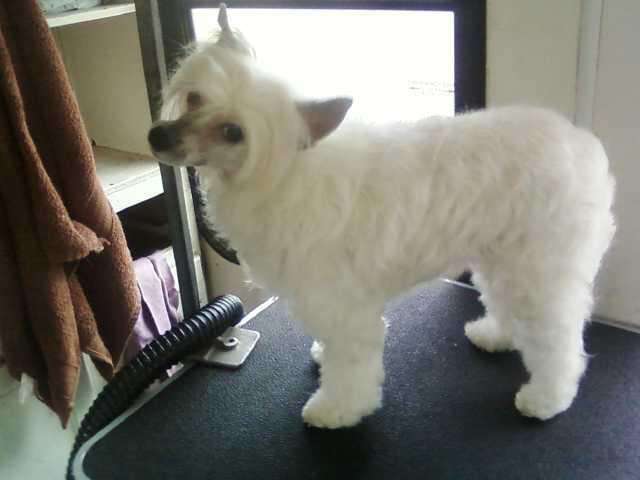 Blanch-O Skyy's Crystal Vision