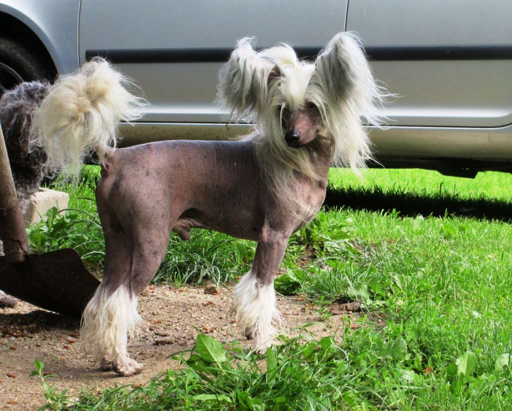 Santiago Polo Golden Diamond