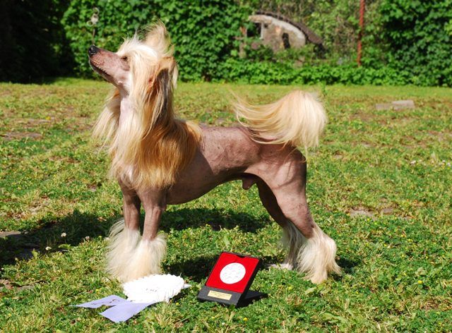 Sancerre Armani Golden Diamond