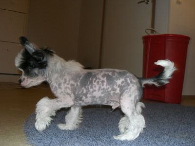 Meadowwood's Clever Célsius