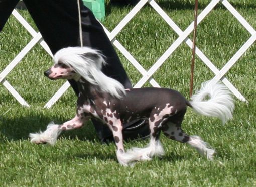 Dokkum On Cloud Nine