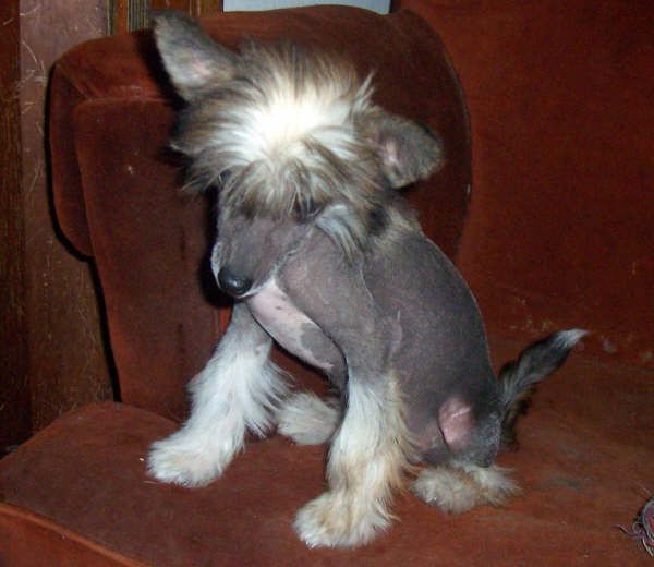 Bruce Lee de Tierras Lejanas