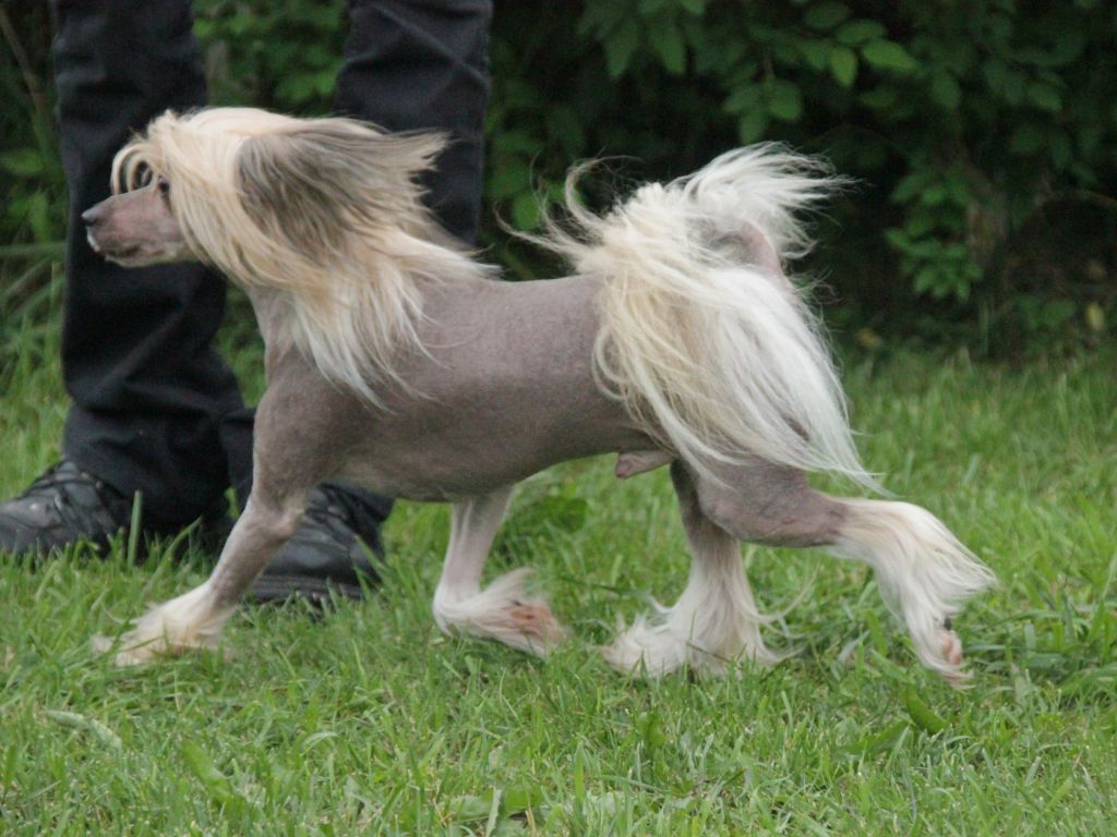 Selfcresteem's Lil Snoop Dogg