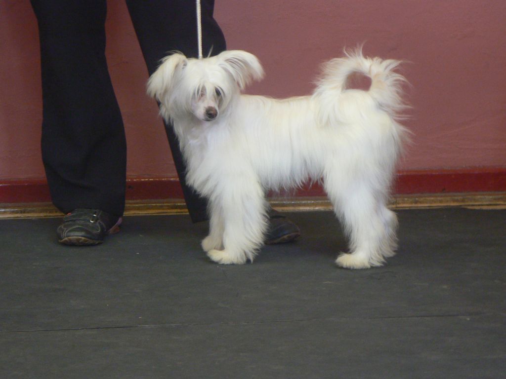 Esquimaux Go With The Flow