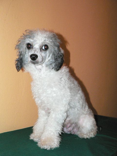 Cukina Alexa Lachesis 