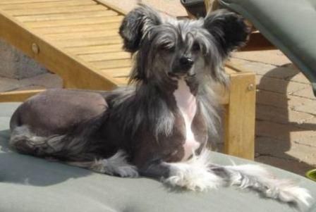 Charity's Miss Mini Miracle