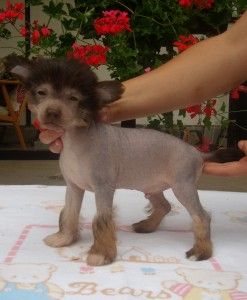 Eshtai Ecick Roztocka Hvezda