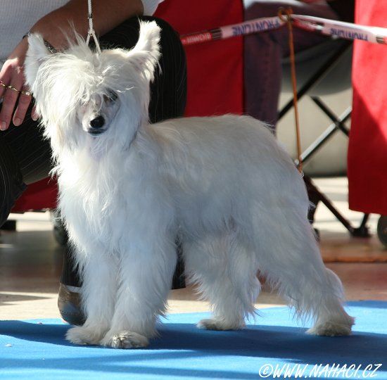 Arcibald z Libovicke Osady 