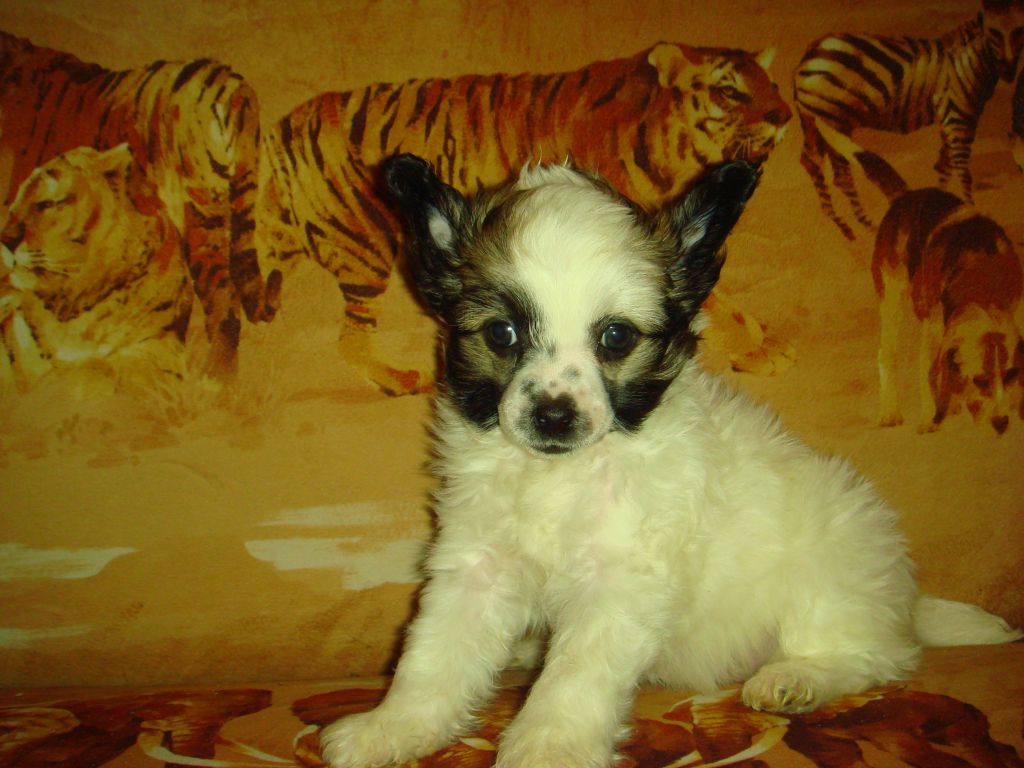 Valensia Bonus Westtai