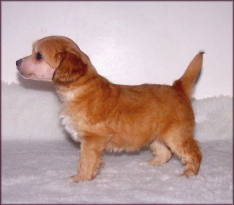 Klark Kalis z Treste