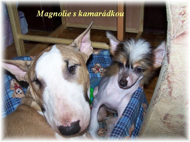 Magnolie Kalis z Treste