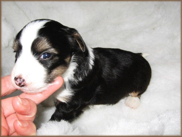 Merlin Kalis z Treste