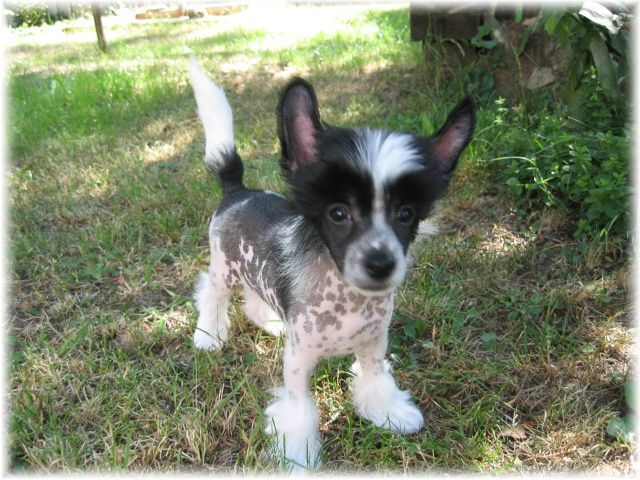 Normen Kalis z Treste