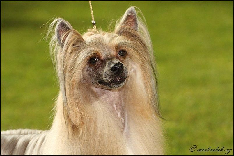 Black Boss Little Gangstadogs